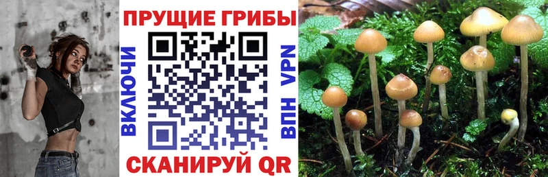 ОМГ ОМГ ССЫЛКА  продажа наркотиков  Заполярный  Галлюциногенные грибы GOLDEN TEACHER 
